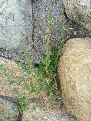 Contrayerba Cómo cultivar y cuidar una Contrayerba