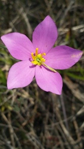 Sabatia grandiflora - PictureThis