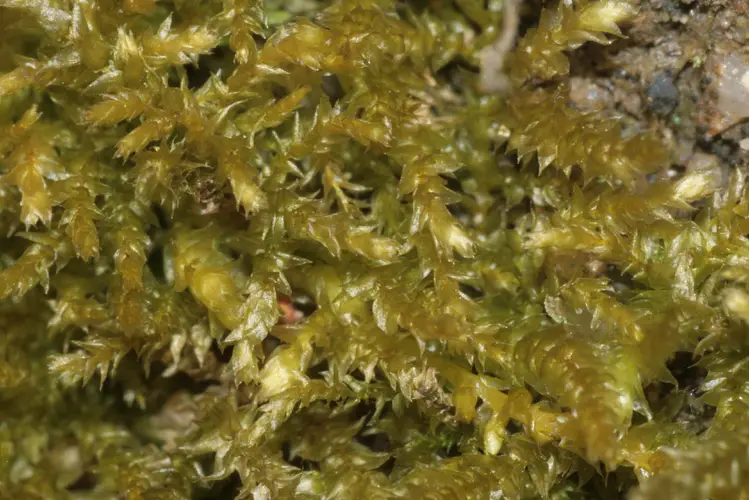 Eurhynchium moss