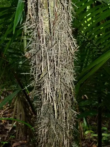 Root-spine palm