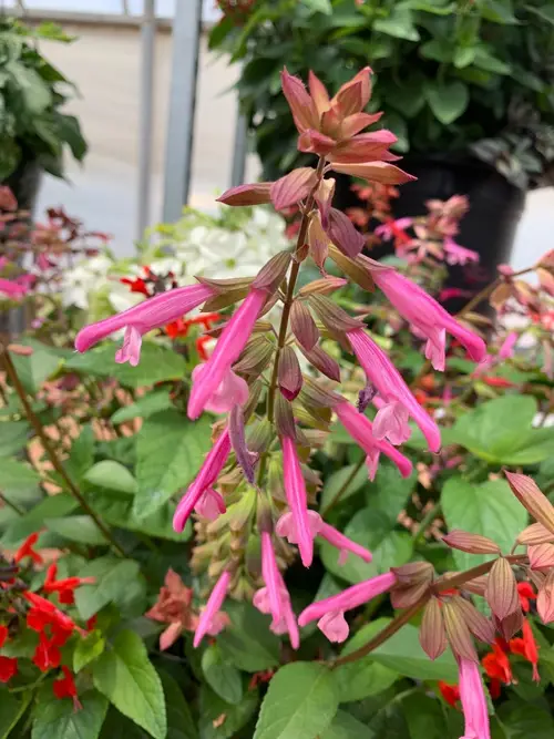 Salvia 'Kisses and Wishes'