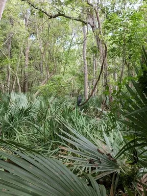 ミキナシサバル（幹無しサバル） (ケア, 特徴, 象徴, 画像)