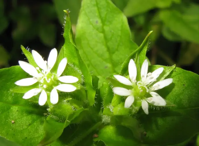 Air chickweed