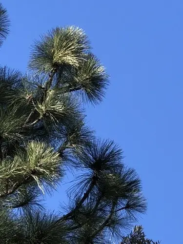 Apache pine