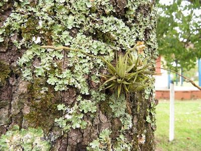 How to Grow and Care for Tillandsia loliacea