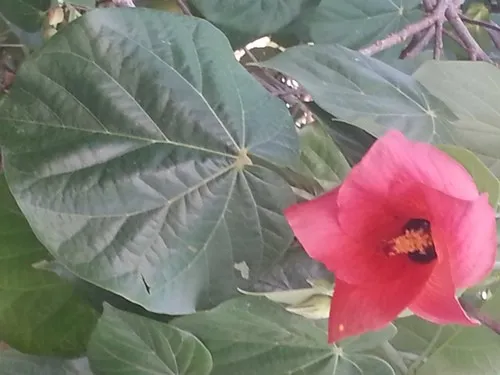 オオハマボウ（大浜朴） (ケア, 特徴, 花, 画像)