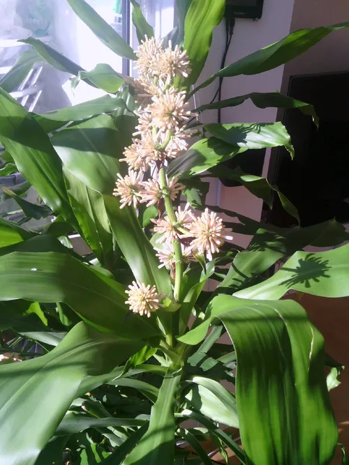 Czy rolina Dracena wonna moe by trujca?
