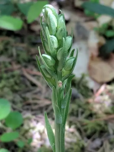 Platanthera orbiculata var. macrophylla