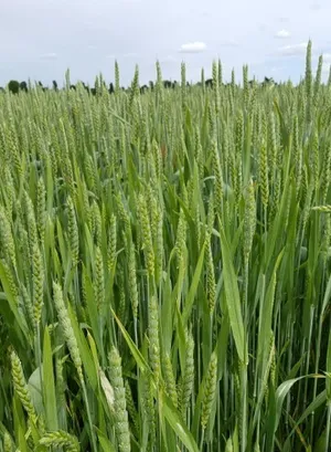How to Grow and Care for Bread wheat