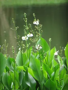 How to Propagate Upright burhead
