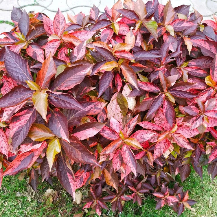 ficus elastica indoor plant Ficus elastica - Rubber Plant main image 0