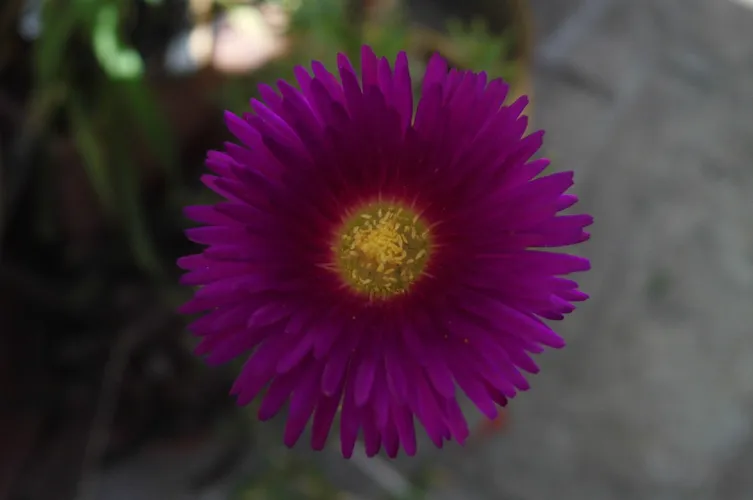 Kriechende Mittagsblume - Lampranthus spectabilis (Pflege, Merkmale, Blume,  Bilder)