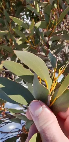 Eucalyptus pauciflora subsp. niphophila