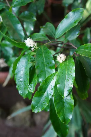 Wie man Kirschlorbeer 'Rotundifolia' anbaut und pflegt