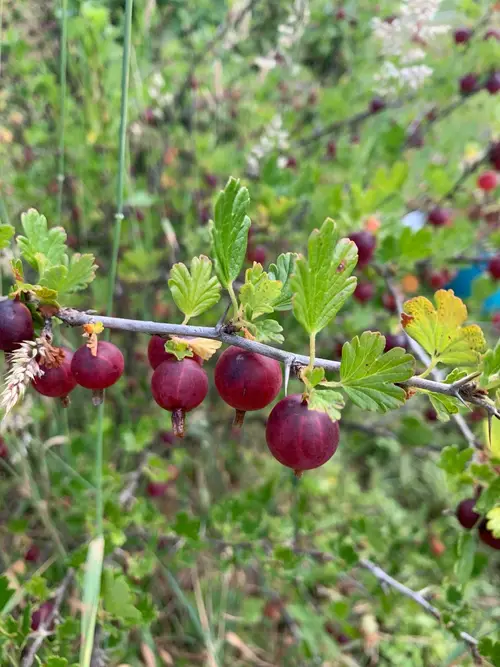 Ribes uva-crispa 'Hinnonmäki Röd'