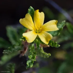 olivenbaum aktion Olivenbaum auf Stamm - Olea europaea main image 0