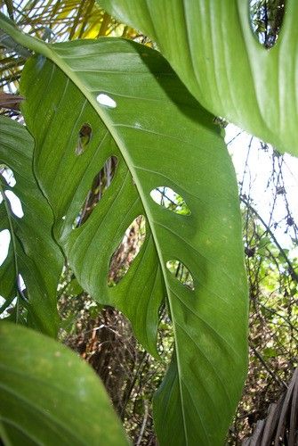 Czy rolina Monstera adansonii moe by trujca?