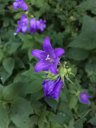 라티폴리아 초롱꽃