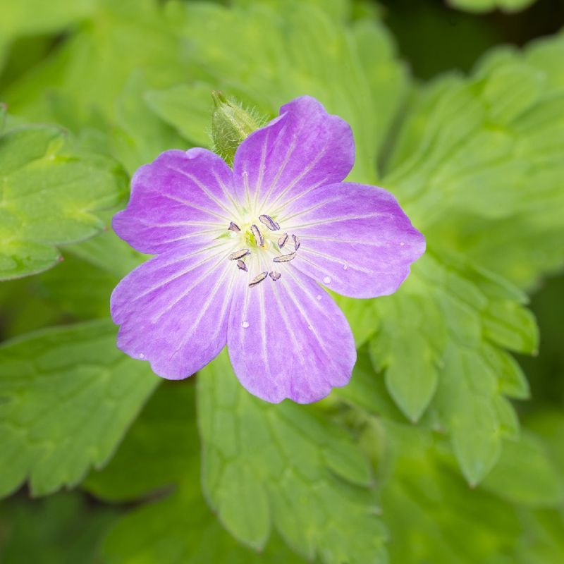 Optimal Soil Care for Wild geranium: Top Tips