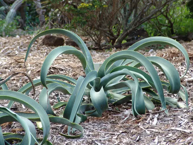 Agave pieuvre