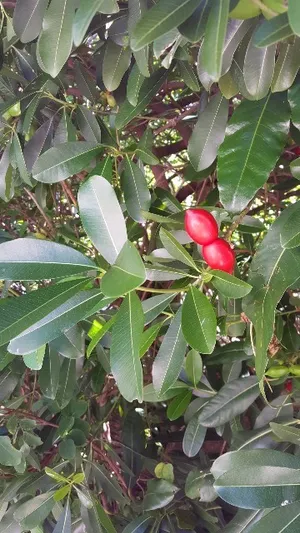 Comment cultiver et entretenir Faux quinquina