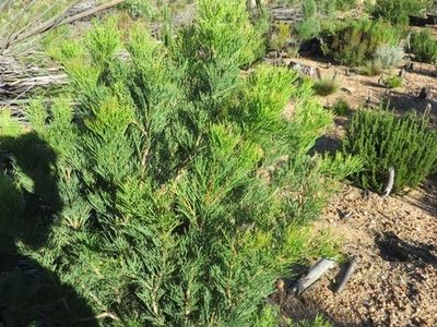 How to Grow and Care for Sweet hakea