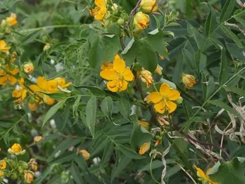 Senna hirsuta