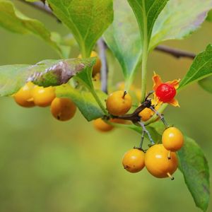 American bittersweet - Celastrus scandens (Care, Characteristics ...