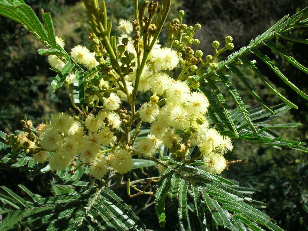 ¿Cuáles son los problemas comunes con Acacia negra?