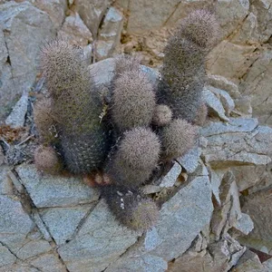 Mammillaria phitauiana - PictureThis
