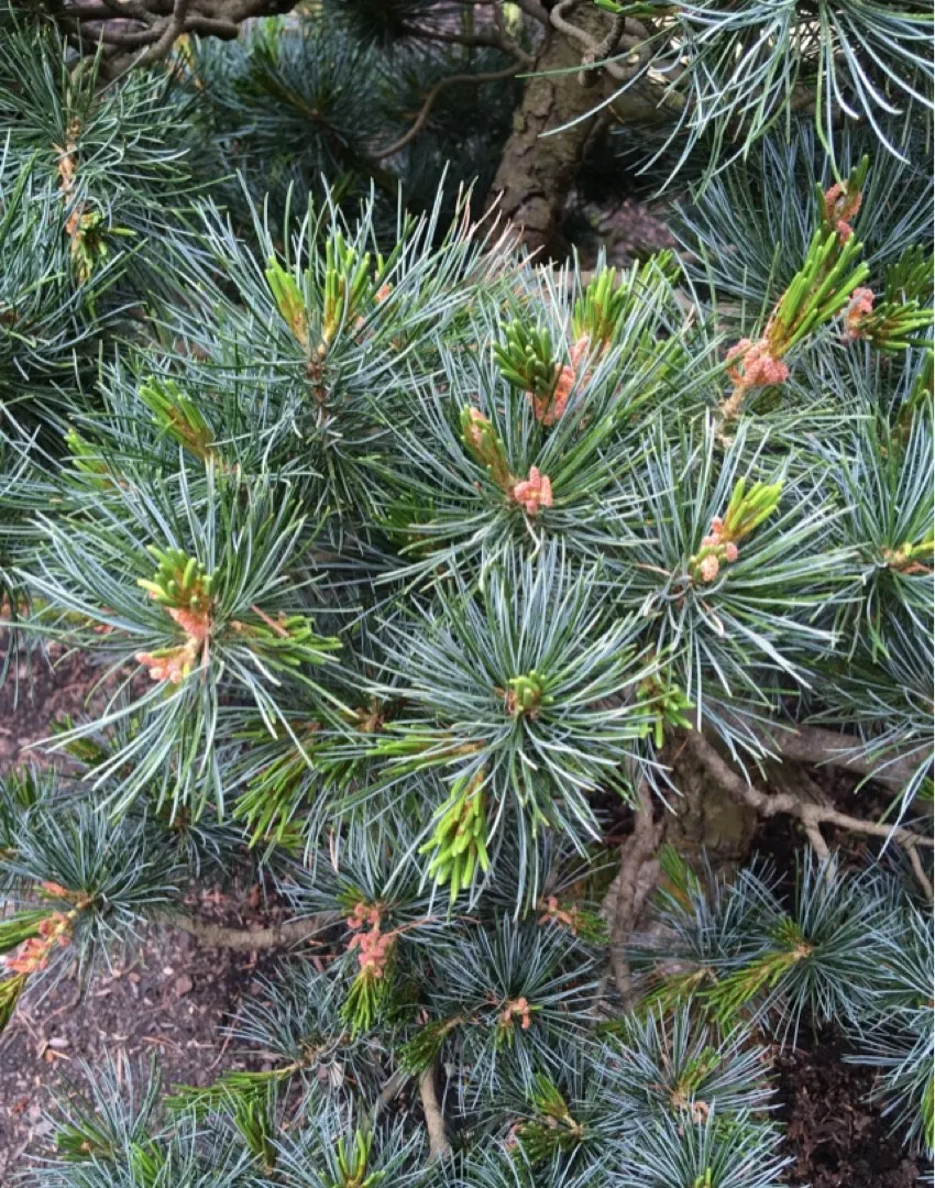 ゴヨウマツ（五葉松）の判定方法 (Pinus parviflora)