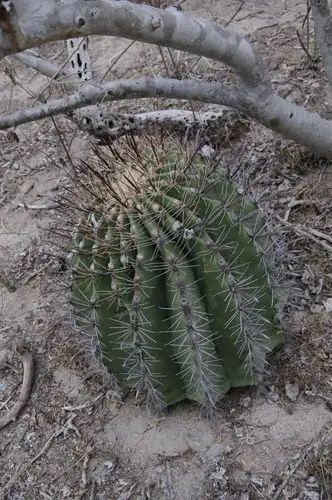 Townsend's barrel cactus