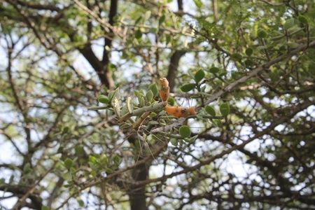 How to Grow and Care for Pereskiopsis