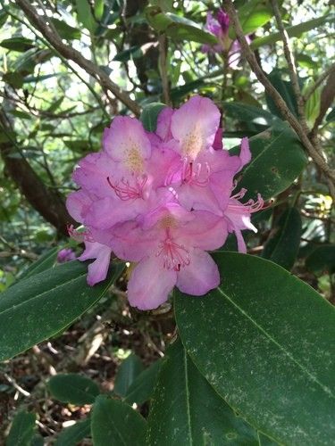 Ist Catawba-rhododendron giftig?