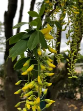 ヨ*シ様 ムレスズメ ヨ*シ様 ムレスズメ ムレスズメ | 植物図鑑 | 大阪