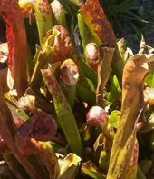 ダーリングトニア・カリフォルニカの判定方法 (Darlingtonia californica)