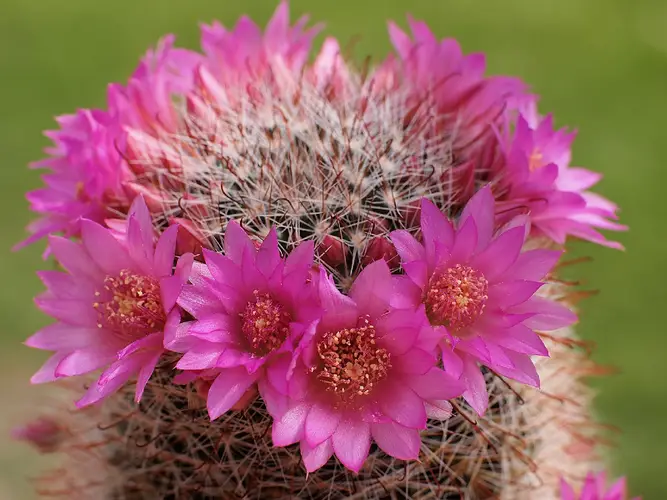 Rose pincushion cactus