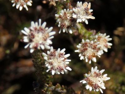 Staavia radiata - PictureThis
