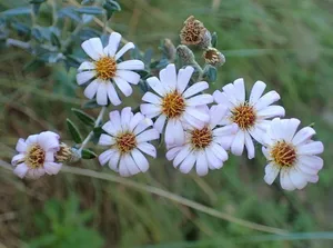 How to Propagate Bushman's tea