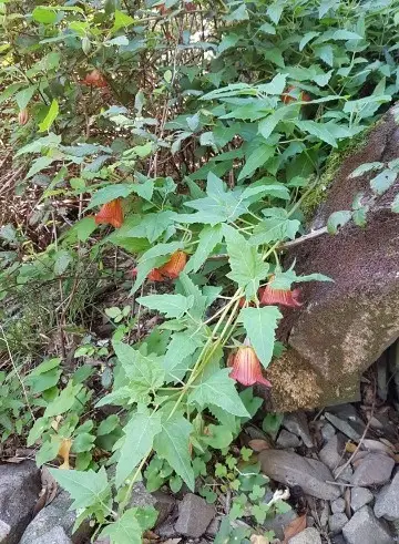Canarische Bellenplant