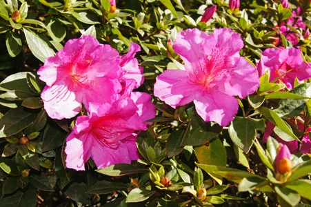 rhododendron klein halten Früh-Rhododendron main image 0