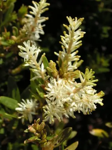 Orites lancifolia