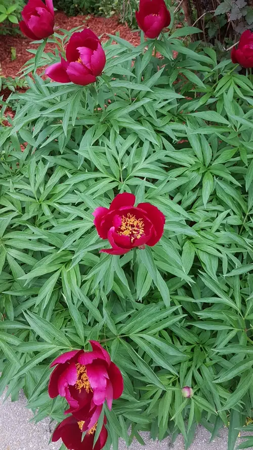 Chinese peony 'Early Scout'