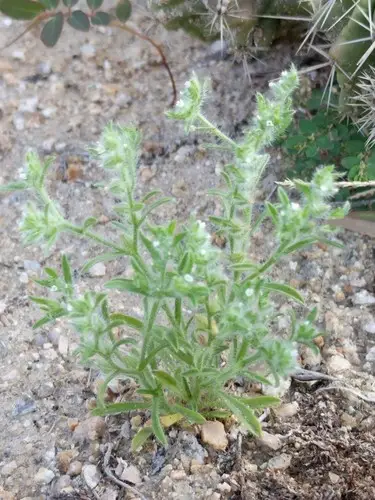 Mexican cryptantha (Cryptantha mexicana) Flower, Leaf, Care, Uses ...