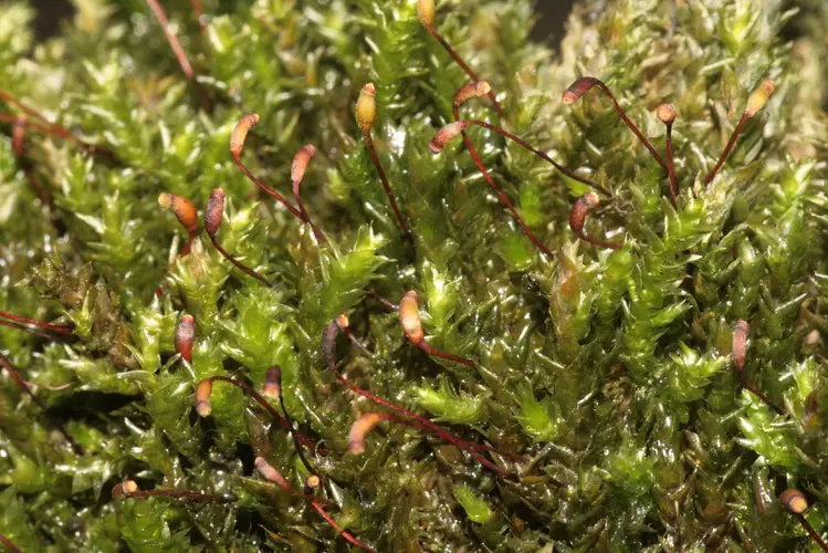 Platyhypnidium moss