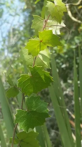 Vitis rotundifolia var. munsoniana