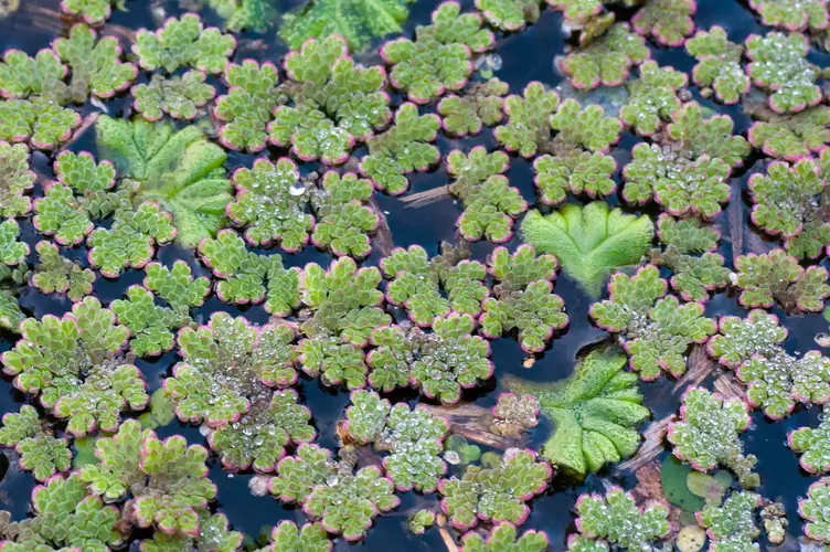 Azolla (Azolla filiculoides) - PictureThis