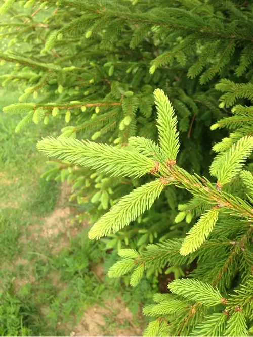 Oriental spruce 'Aurea'
