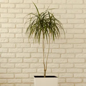 künstliche palme outdoor ikea IKEA FEJKA Artificial potted plant, in/outdoor Kentia palm, 23 cm –  ChazeKart