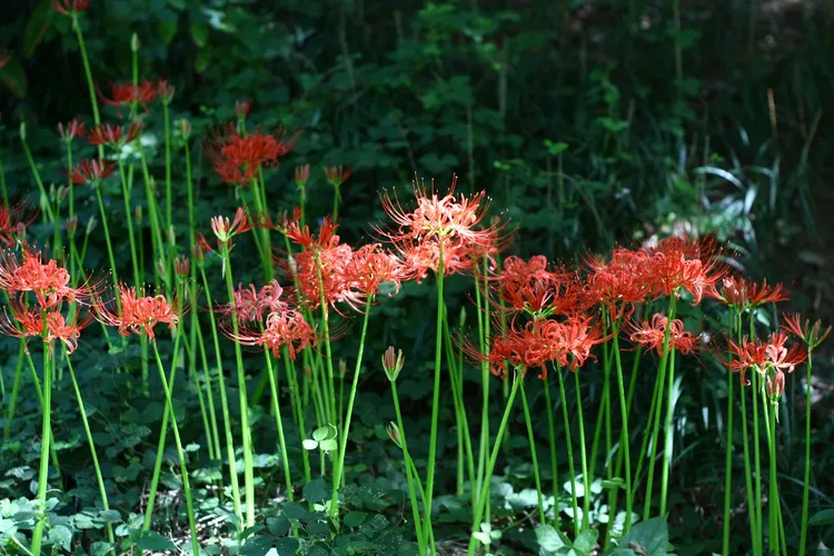 Lírio da Ressureição (Lycoris) - PictureThis